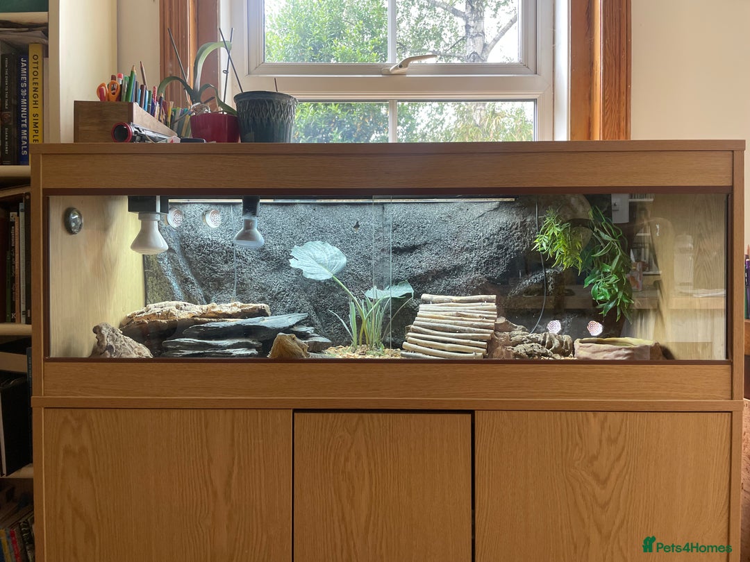 Bearded Dragon reptiles for sale: Female bearded dragon complete with enclosure  - Image 4
