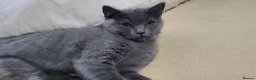 British Shorthair cats for sale: 2 lovely British shorthair kitten left  - Advert 7