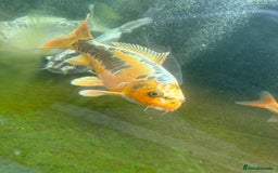 Other/Mixed Breed fish for sale: Koi carp, orphs, mirror carp - Image 15
