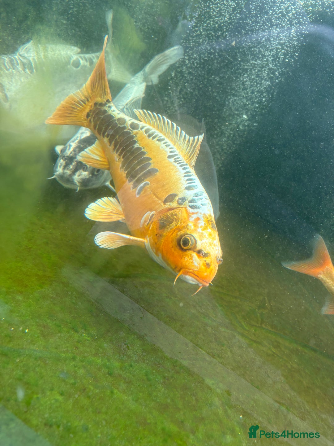 Other/Mixed Breed fish for sale: Koi carp, orphs, mirror carp - Image 15