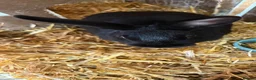 Rex rabbits for sale: 18 month old Black Otter Rex in Grange-over-Sands - Advert 5