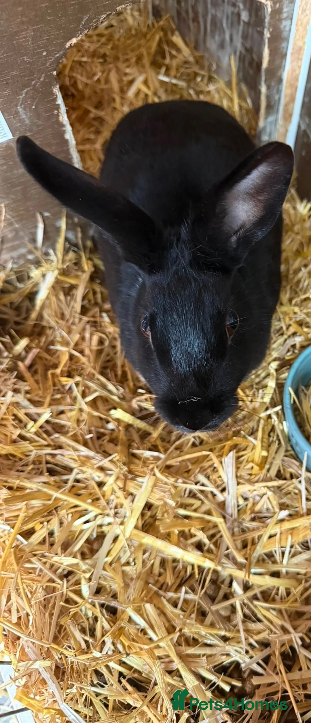 Rex rabbits for sale: 18 month old Black Otter Rex in Grange-over-Sands - Advert 5