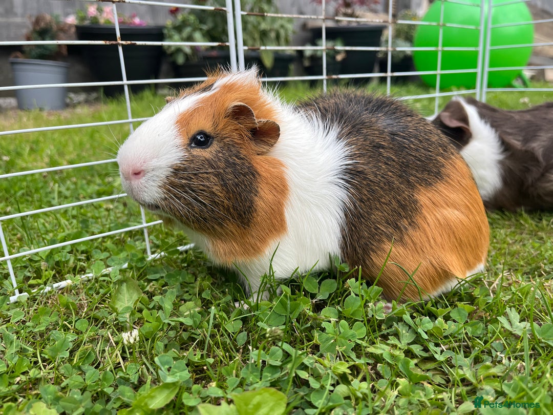 Guinea Pig rodents for sale: Male guinea pigs - Image 2