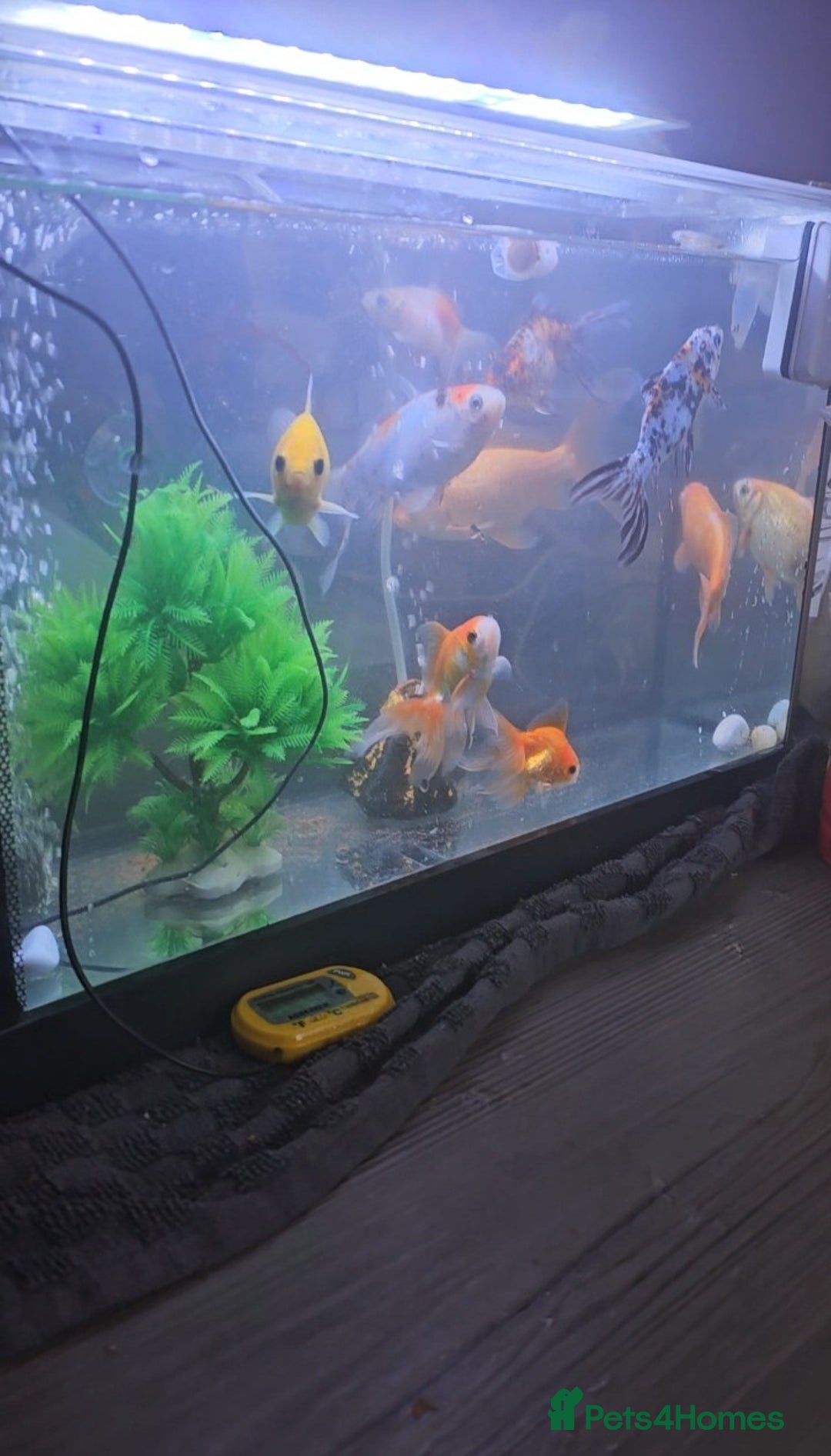 Goldfish fish for sale: Goldfish - Advert 6