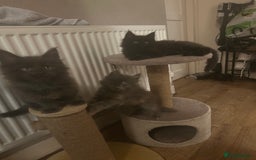 Maine Coon cats for sale: 5 beautiful maine coones  - Image 7