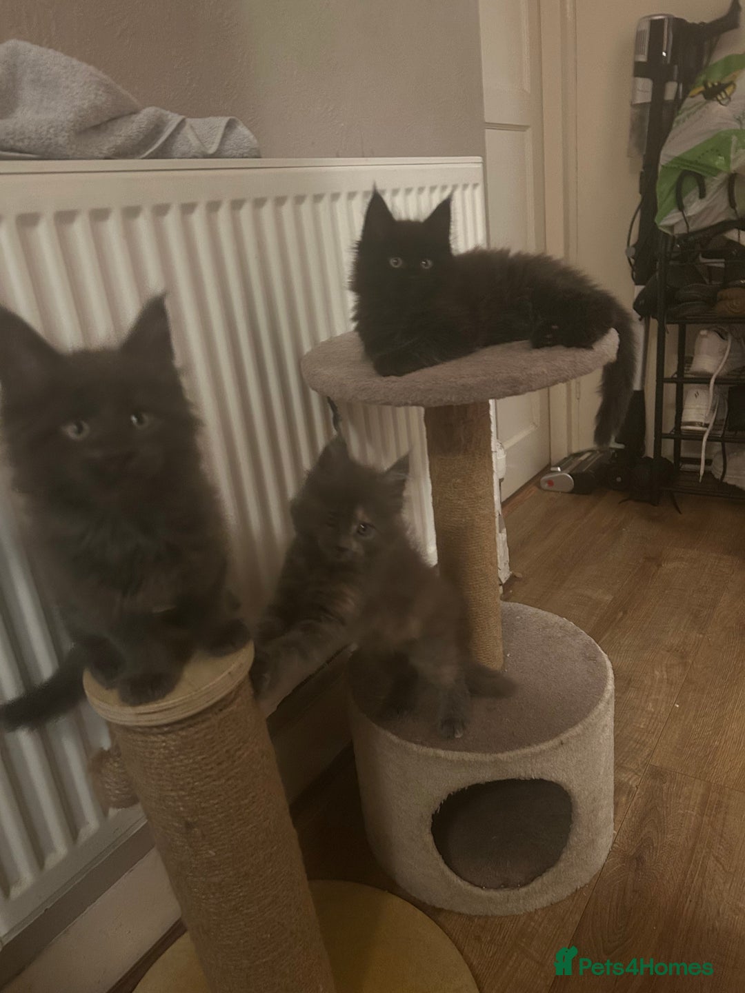 Maine Coon cats for sale: 5 beautiful maine coones  - Image 7