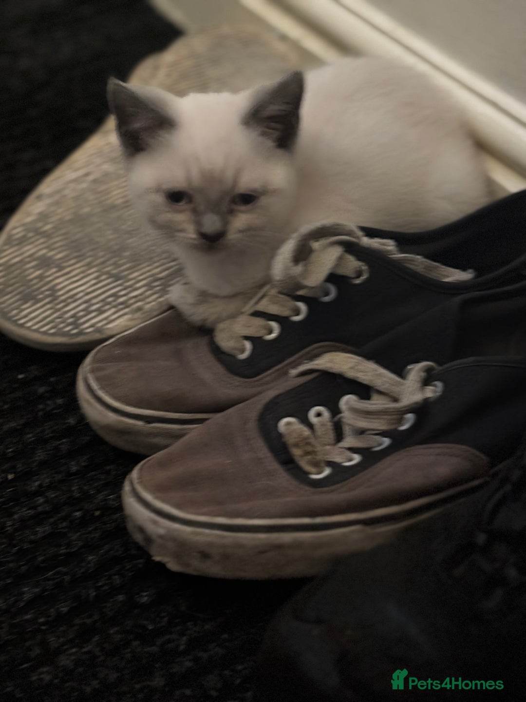 British Shorthair cats for sale: Adorable kittens READY NOW in Wakefield - Image 15