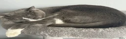Domestic Shorthair cats for sale: Sandwich - Advert 2