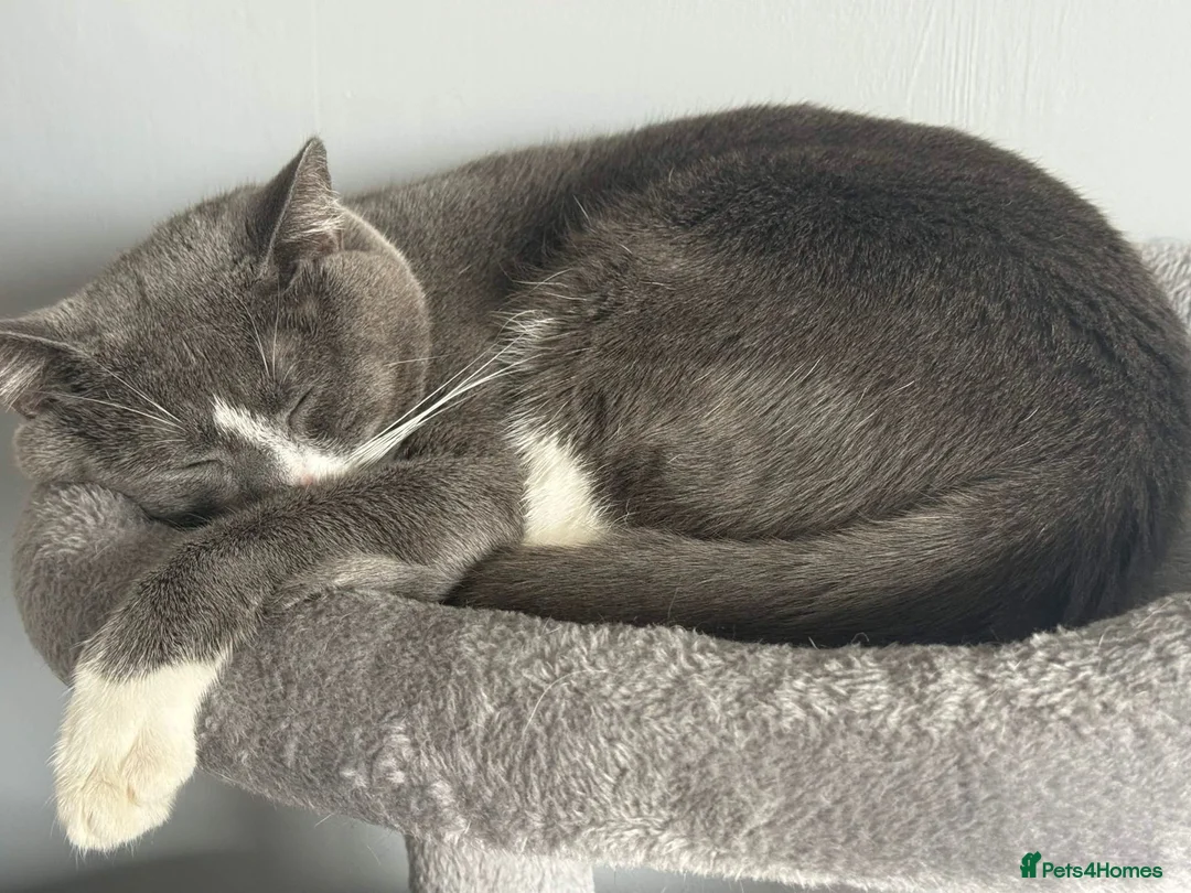 Domestic Shorthair cats for sale: Sandwich - Advert 2