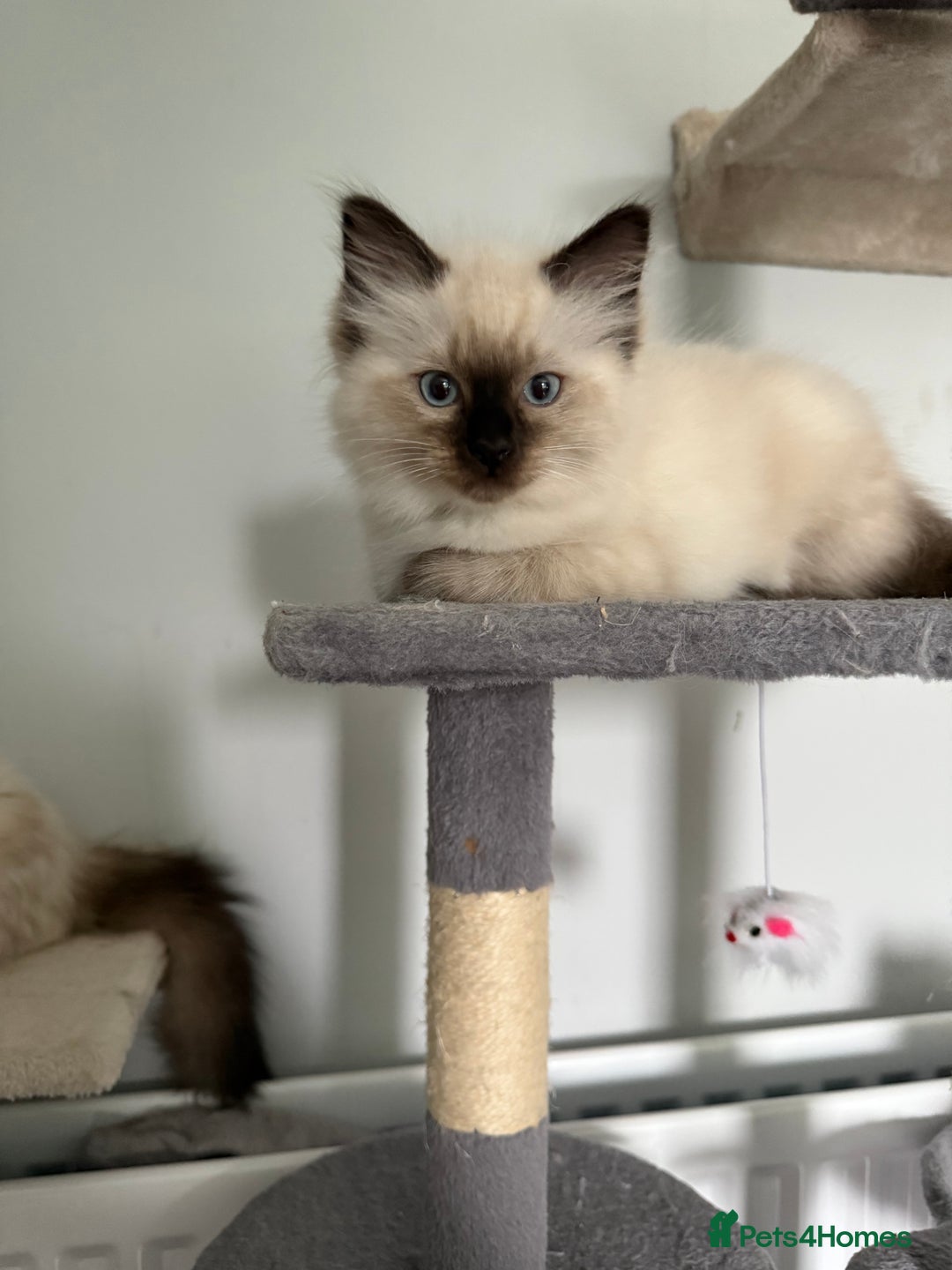 Ragdoll cats for sale: Ragdoll - Image 5