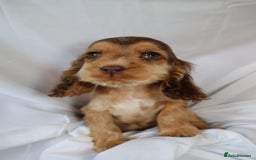 Cocker Spaniel dogs for sale: Championline Cocker Spaniel - Advert 24