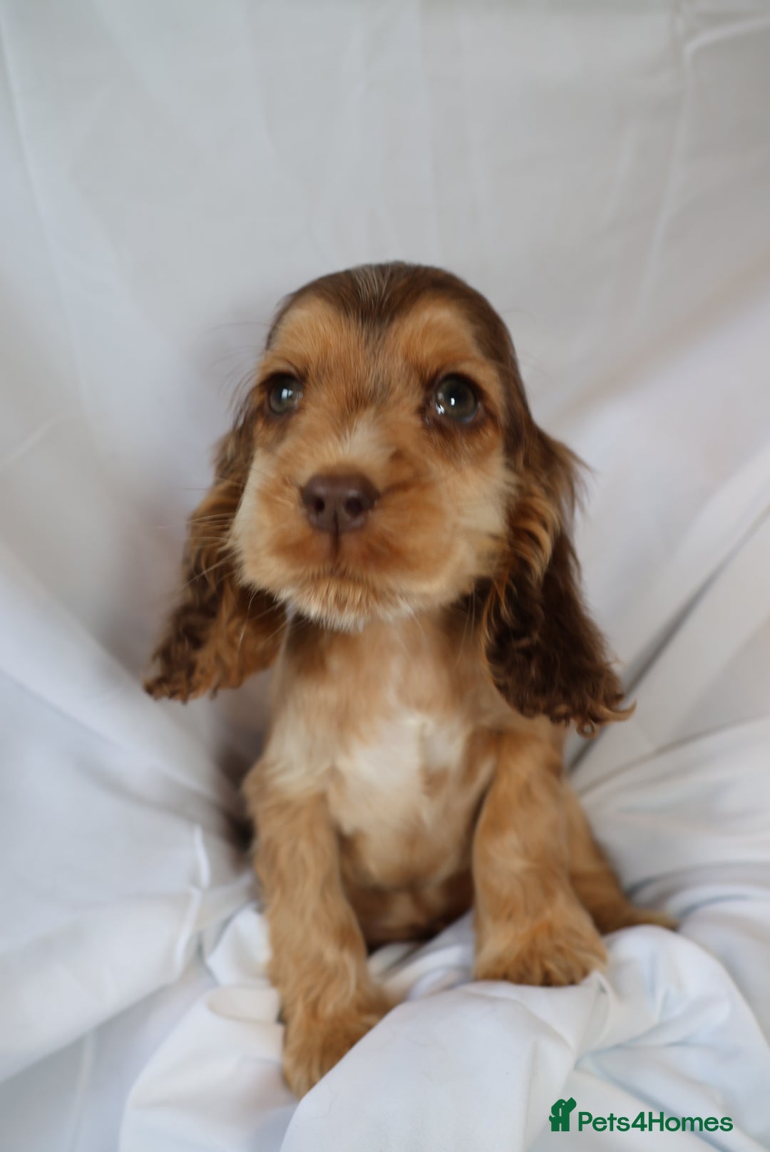 Cocker Spaniel dogs for sale: Championline Cocker Spaniel - Advert 24