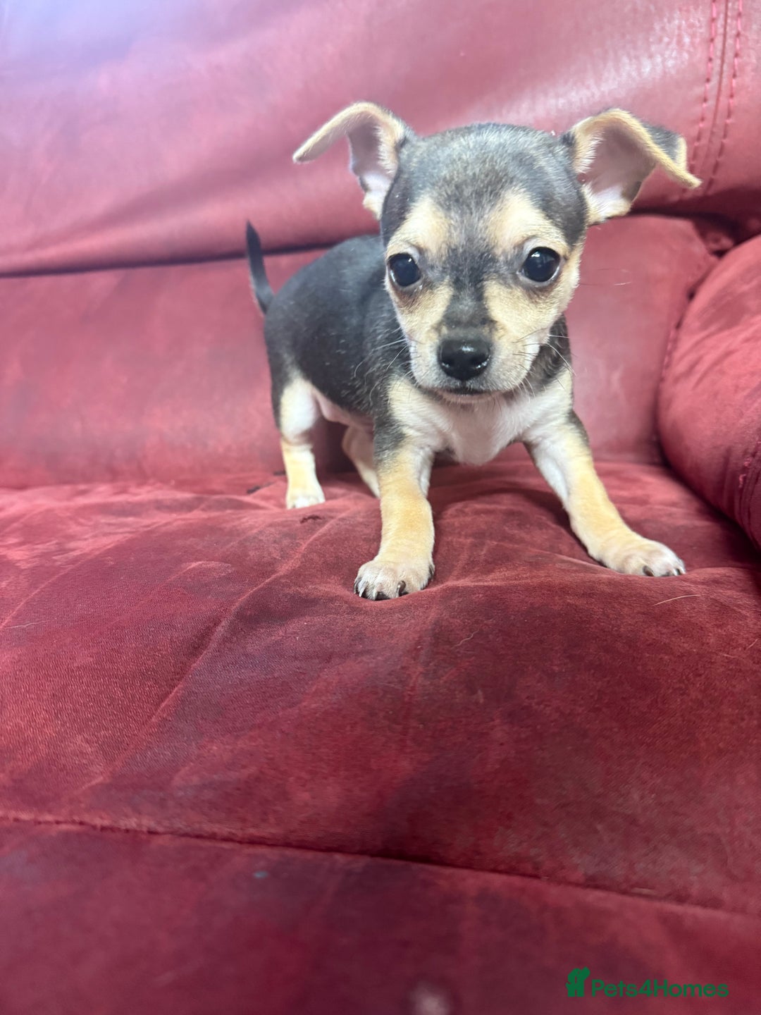 Chihuahua dogs for sale: 🐾 Beautiful Chihuahua Puppies - Advert 21