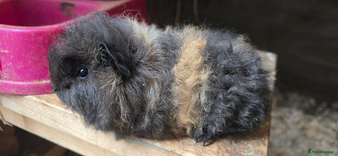Guinea Pig rodents for sale: Adorable Swiss babies - Image 3