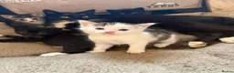 Mixed Breed cats for sale: Kittens for sale  - Advert 11