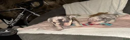 French Bulldog dogs for sale: 🐶 Stunning Merle Lilac Fawn French Bulldogs - Advert 39