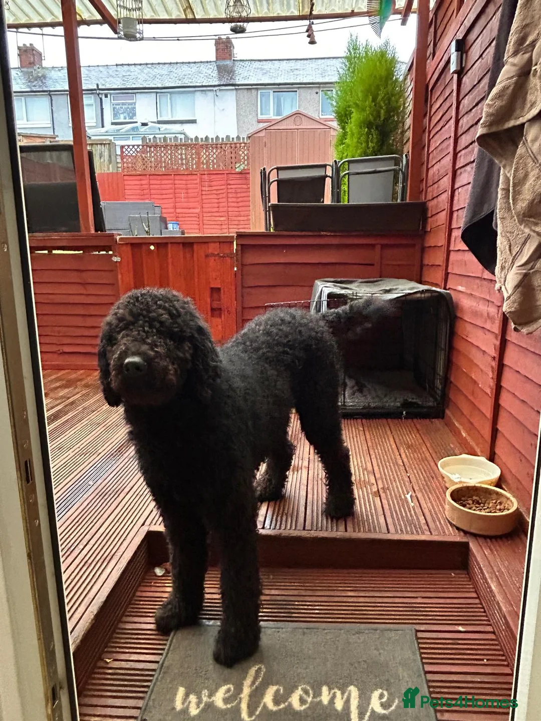 Goldendoodle dogs for sale: Tedy family friend  - Advert 1