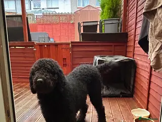 Goldendoodle dogs Tedy family friend - Advert 1