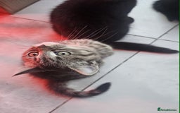 British Shorthair cats for sale: Glorious Pure BSH Kittens Ready Now! - Advert 14