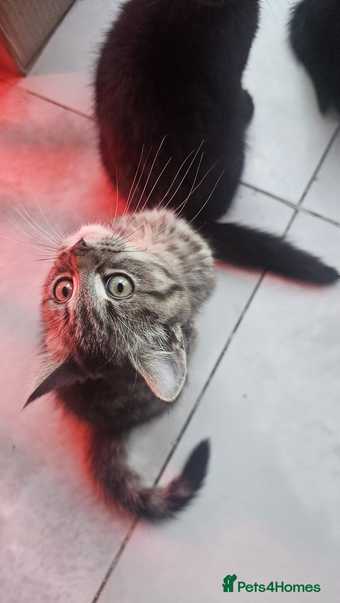 British Shorthair cats for sale: Glorious Pure BSH Kittens Ready Now! - Advert 14