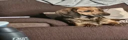 Mixed Breed dogs for sale: Cocker Jack in Castleford - Advert 3