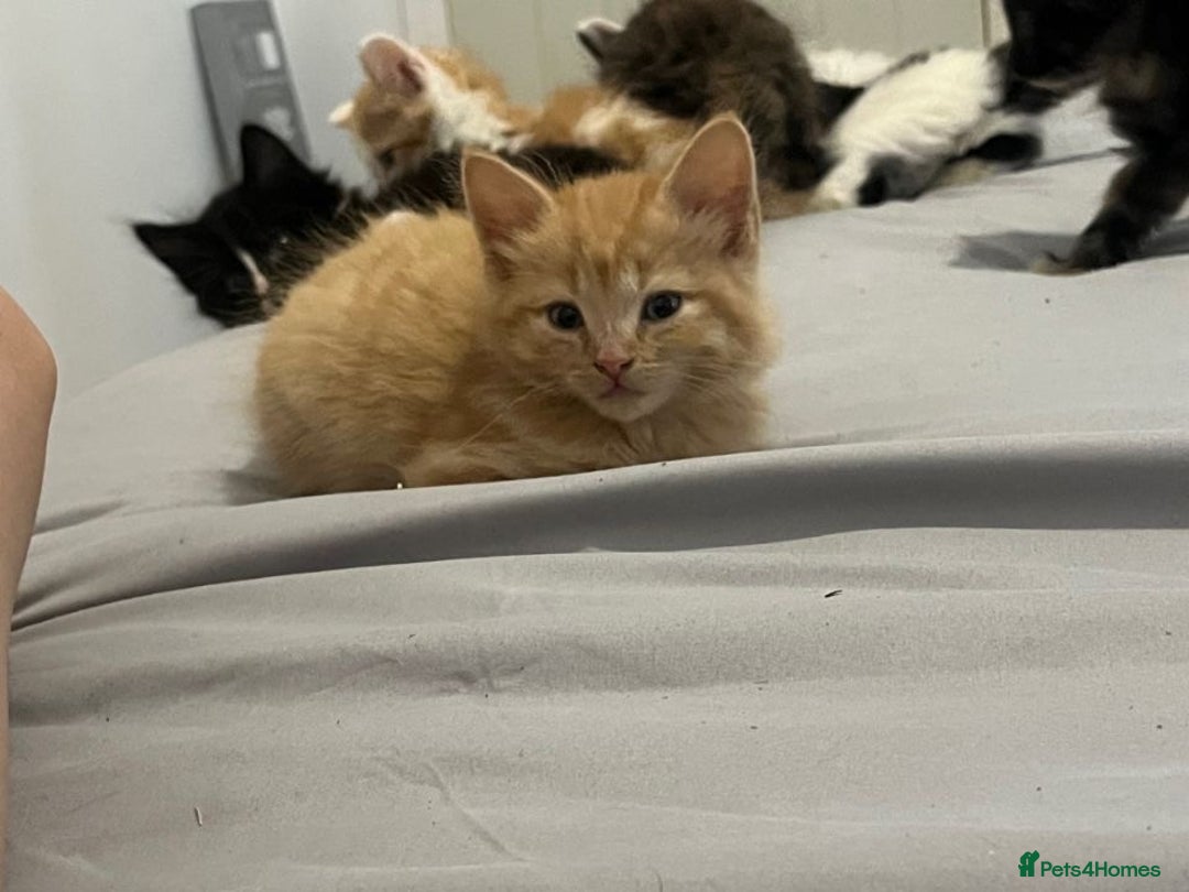 Mixed Breed cats for sale: 7 cute girl kittens  - Advert 4