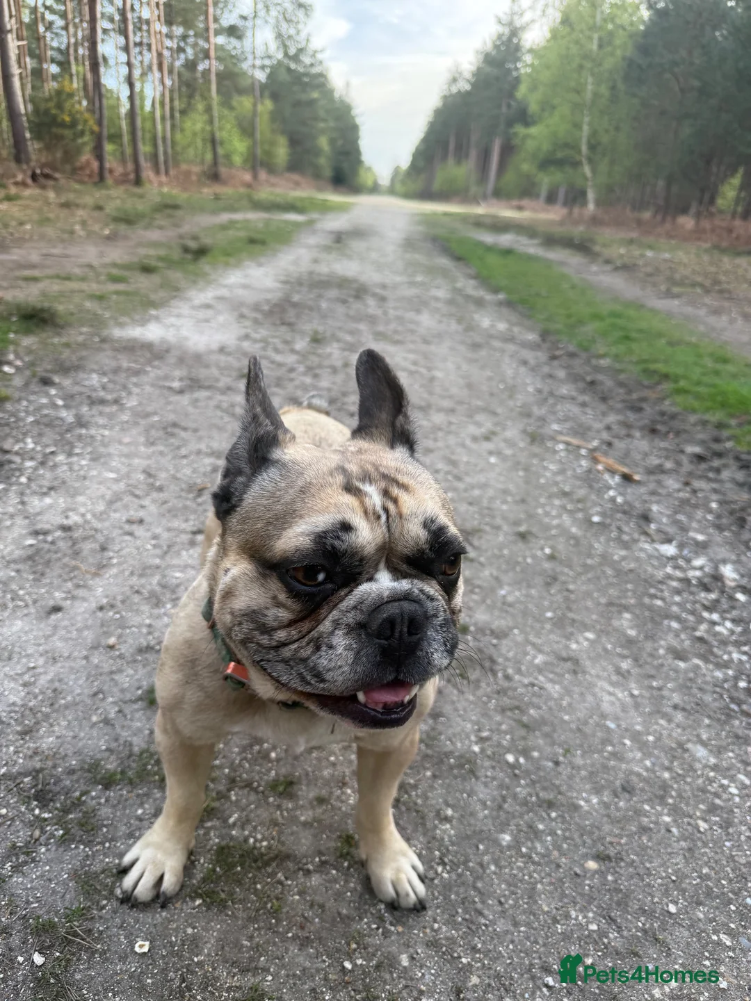 French Bulldog dogs for sale: French bulldog merle boy - Advert 5
