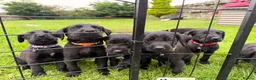 Great Danoodle dogs for sale: Extremely rare greatdoodles ready now  - Advert 10