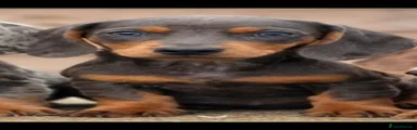 Dachshund 3