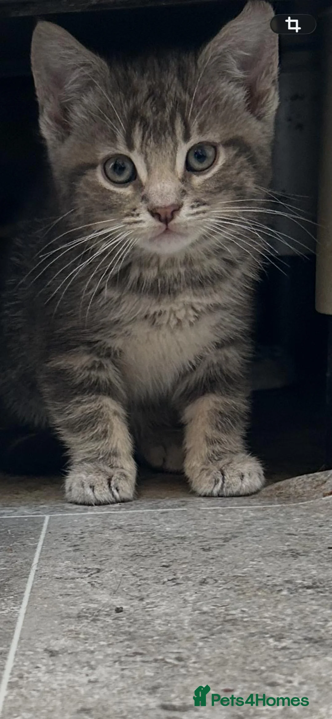 Mixed Breed cats for sale: Kittens  in Bradford - Advert 9
