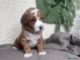 Double Doodle dogs Irish Doodle x Australian Labradoodle - Advert 5