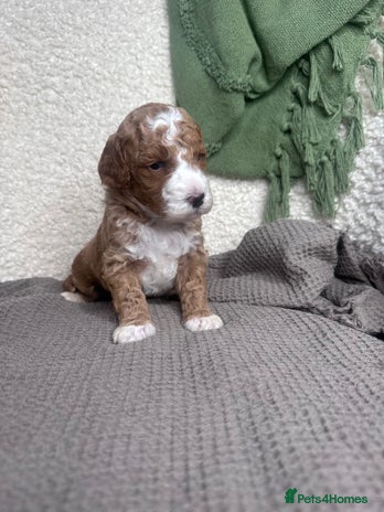 Double Doodle dogs Irish Doodle x Australian Labradoodle - Advert 6