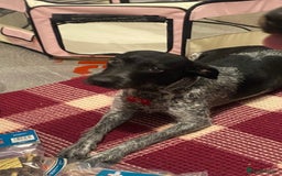 Mixed Breed dogs for sale: Bedlington X pointer  - Advert 11