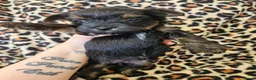 Yorkshire Terrier dogs for sale: 🩷 1 Toy girl 🩷DNA tested parents 2 girls 3 boys  - Advert 10