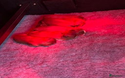 Cavalier King Charles Spaniel dogs for sale: 6 Ruby Puppies!! - Image 3