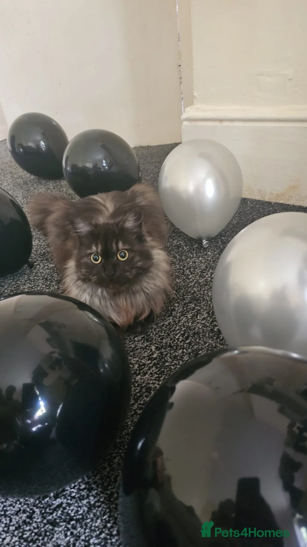 Mixed Breed cats for sale: Female cat (neutered) 18 months old  in Manchester - Advert 2