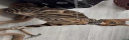 Bengal cats for sale: Young TICA Bengal boys seeking their families - Advert 10