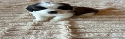 Saint Bernard dogs for sale: 4 beautiful kc reg st bernerd puppies. in Wisbech - Advert 10
