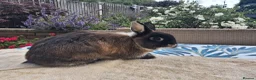 Netherland Dwarf rabbits for sale: Neutered Male Netherland Dwarf 1 year old - Wilf - Advert 2