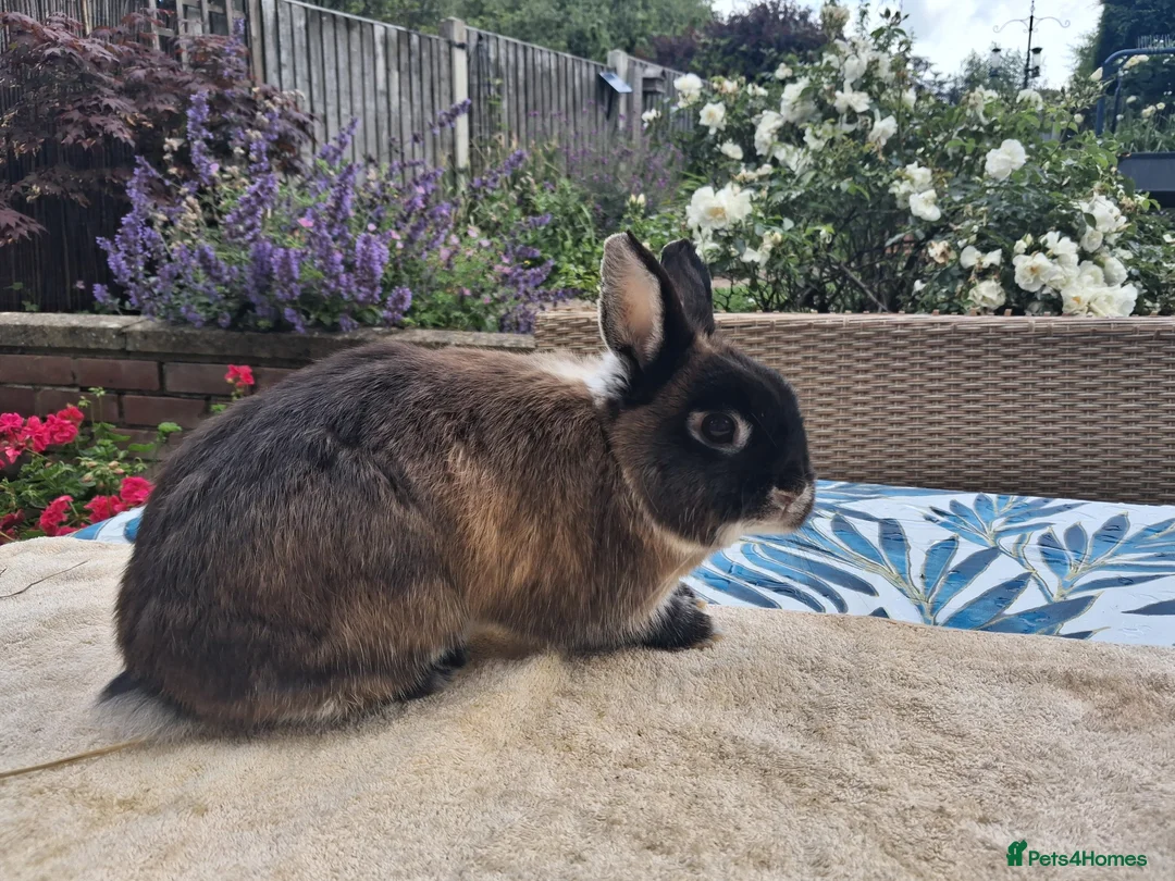 Netherland Dwarf rabbits for sale: Neutered Male Netherland Dwarf 1 year old - Wilf - Advert 2