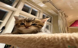 Mixed Breed cats for sale: 3 gorgeous boys mix breed - Image 4