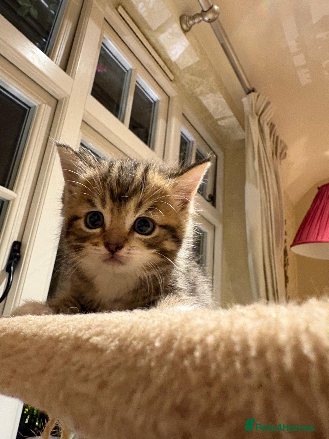 Mixed Breed cats for sale: 3 gorgeous boys mix breed - Image 4