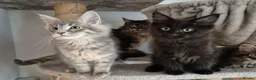 Maine Coon cats for sale: Maine coon kittens  - Advert 2
