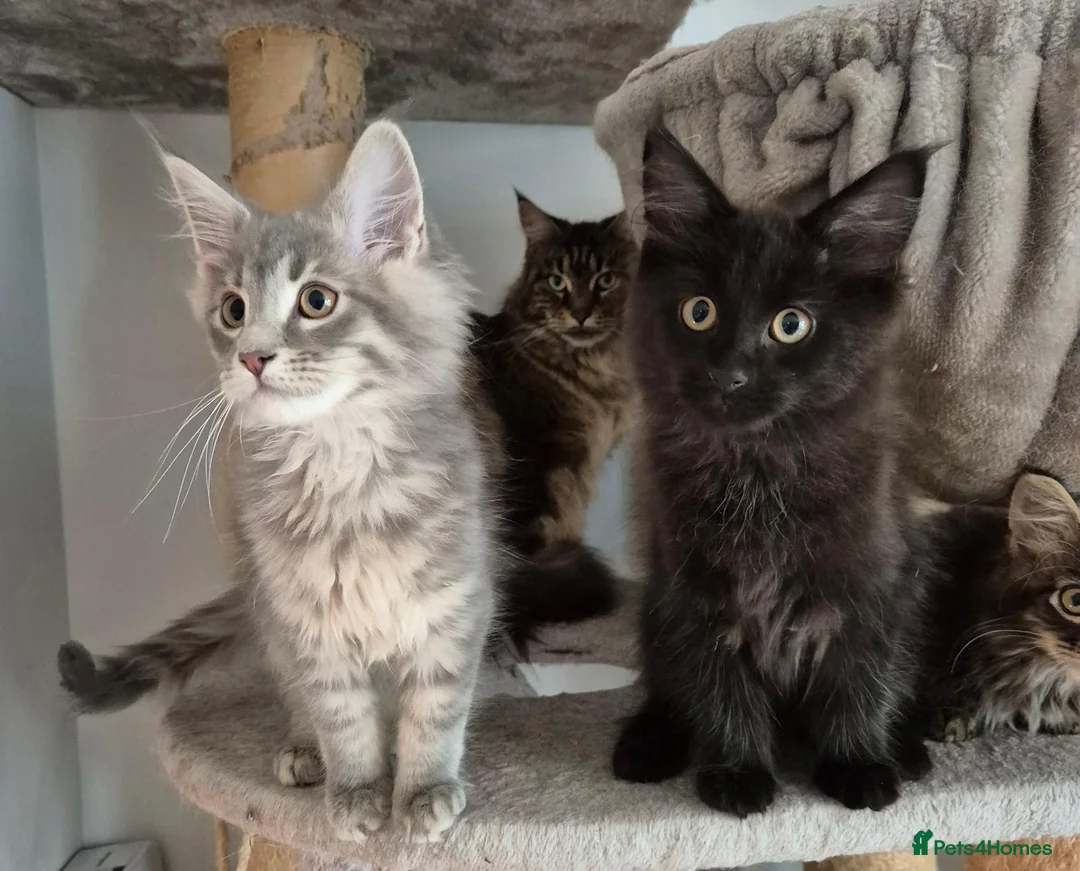 Maine Coon cats for sale: Maine coon kittens  - Advert 2