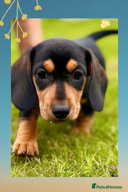 Miniature Dachshund dogs 💕 Ready Now and Reduced! Lovely Mini Doxies - Advert 22