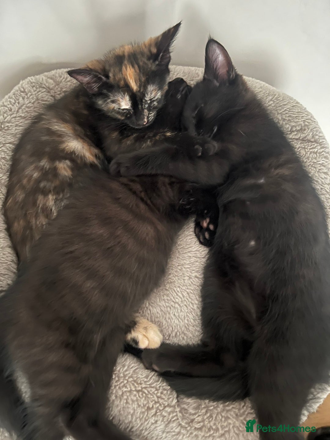 Mixed Breed cats for sale: Tortie kittens - Image 11