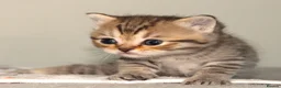 British Shorthair cats for sale: Gorgeous Golden Tabby ✨ British Shorthair Kitten ⭐ - Advert 7