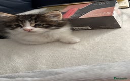 Maine Coon cats for sale: Adorable kitten mixt Maine Coon - Image 4