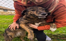 Mixed Breed dogs for adoption: Dara for adoption - Advert 2