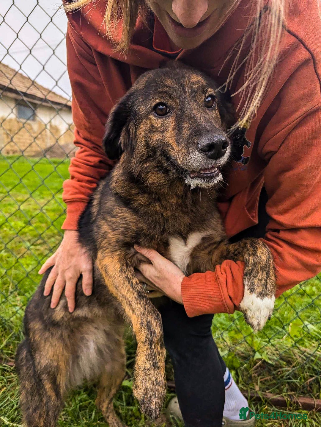 Mixed Breed dogs for adoption: Dara for adoption - Advert 2